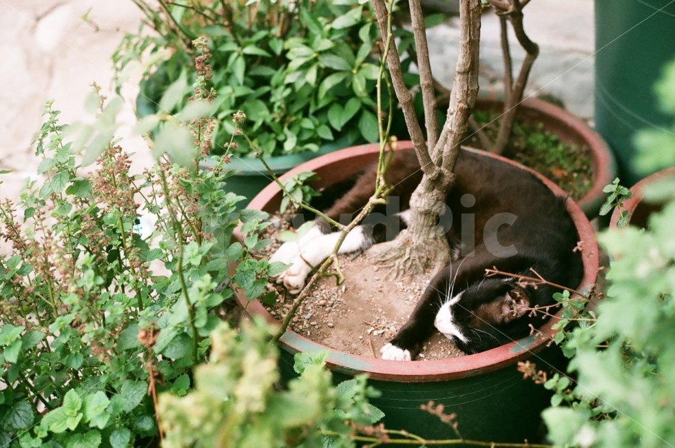 동물,고양이,자연,낮잠,배경,모습,차분한,고요한,감성사진,동물,animal,포유류,mammal,고양이,cat,kitten,kitty