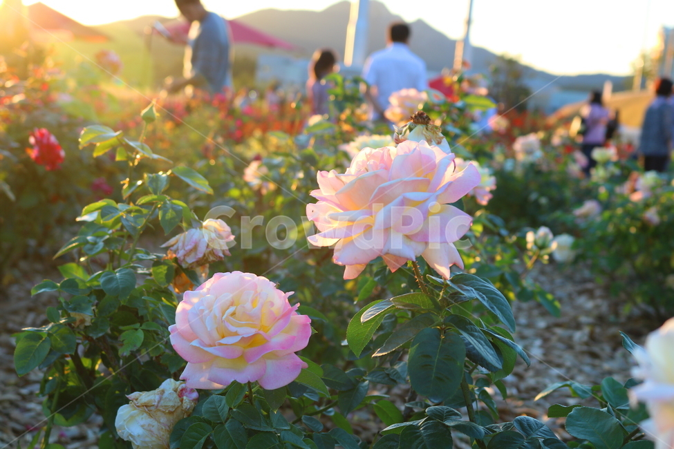 장미,장미꽃,꽃,식물,자연,핑크퍼퓸,원예,관상용,식물,자연,plants,nature,꽃,flower,사람들,대중,군중,other people,crowd