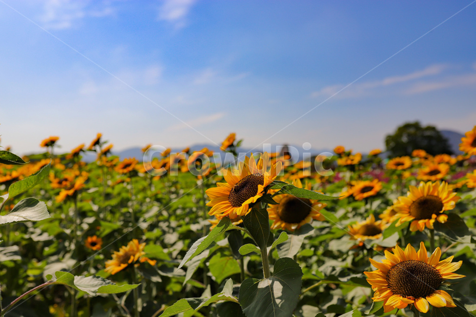 해바라기,식물,flower,꽃,sunflower,plant,식물,자연,plants,nature,꽃,flower