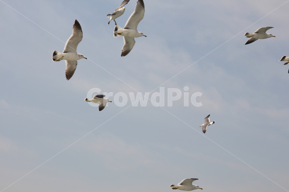 갈매기,바다,하늘,새,흰갈매기,자연,풍경,nature,landscape,동물,animal,조류,새,birds,flying,나는,bird