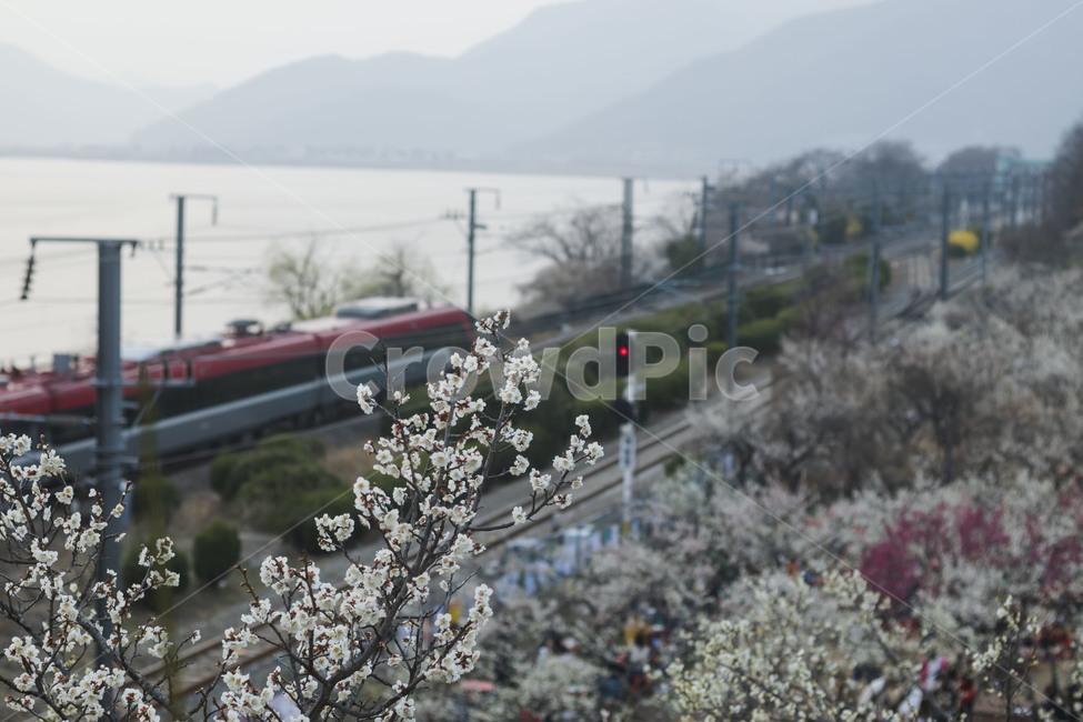 양산,순매원,매화꽃,원동역,봄,landscape,nightscape,풍경,캐논,5Dmk3,DSLR,사진,여행,35mm,자연,도시,한국도시풍경,한국,부산,봄,계절,spring,season,식물,자연,plants,nature,꽃,flower,railway,철도,rail,레일,transportation,교통,train track,기찻길,light,빛,traffic light,신호등,vehicle,차량,train,기차