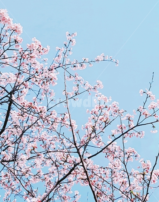 벚꽃,봄,풍경,배경,하늘