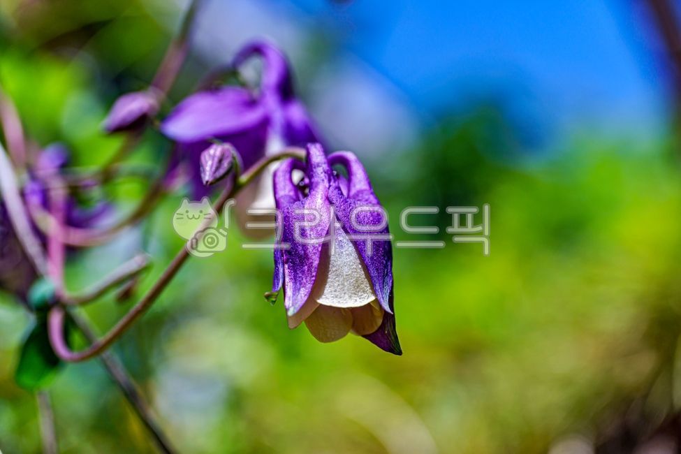 Sky Plum Claw,nature,plant,aquilegia,columbine,columbine flower,summer flowers,flower