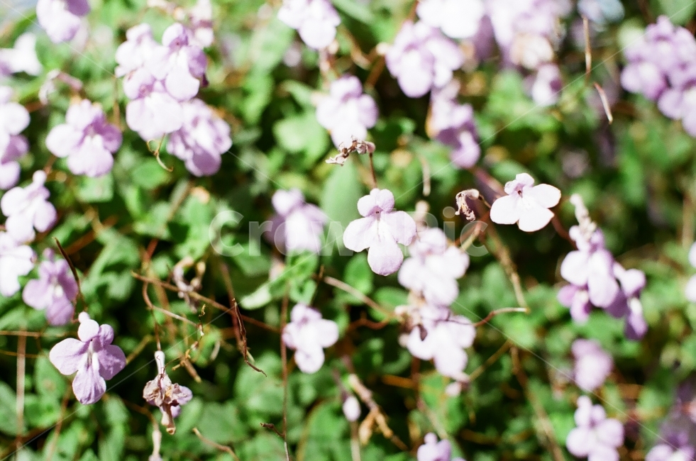 필름,필름사진,풍경,경치,꽃,landscape,flower,감성,감성사진,느낌,식물,자연,plants,nature,꽃,flower