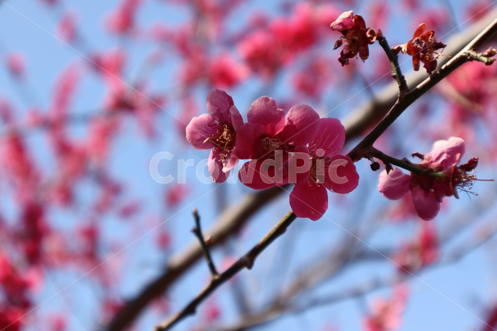 plum,redplum,flower,blossom,홍매화,매화,하늘,봄꽃,spring,식물,자연,plants,nature,꽃,flower