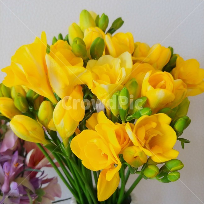 프리지아,봄꽃,감성,봄감성,노란꽃,꽃꽂이,flower,blossom,flowerbouquet,화병,봄,꽃,꽃,flower