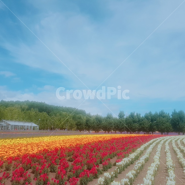 꽃,식물,plant,flower,구름,하늘