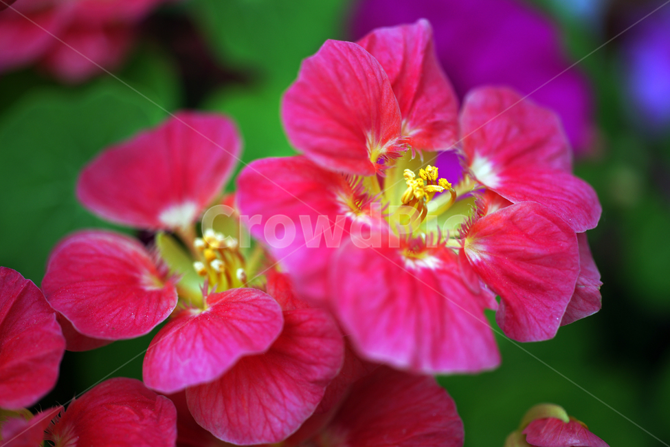 제라늄,천축규,향염,양아욱,꽃,화초,flower,식물,관상용,geranium,식물,자연,plants,nature,꽃,flower