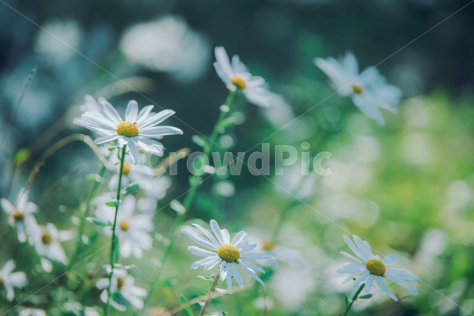 코스모스,가을,plant,flower,식물,daisies,꽃,daisy,데이지,blossom,가을,계절,fall,autumn,season,식물,자연,plants,nature,꽃,flower
