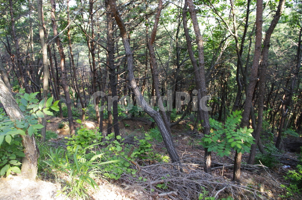 초록,나무,잎,식물,plant,자연,nature,숲,자연,풍경,nature,landscape,ground,바닥,tree,tree trunk,나무 줄기,vegetation,초목