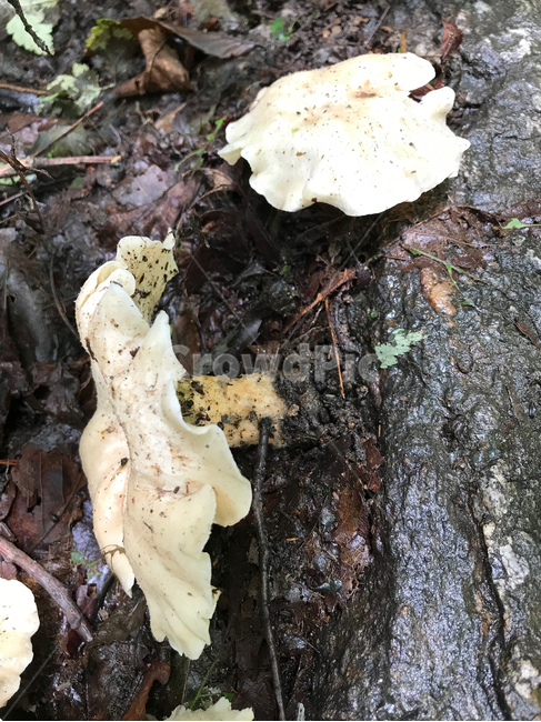 버섯,mushroom,식물,plants,자연,nature,버섯,mushroom