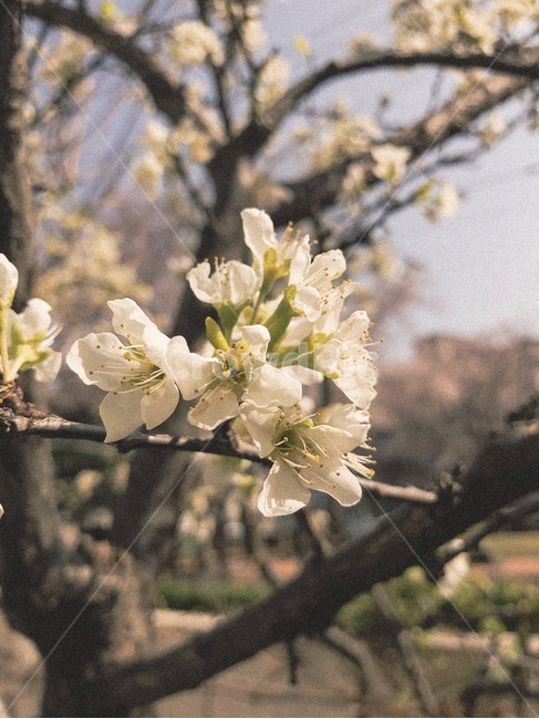 봄,꽃,계절,spring,flower,봄,계절,spring,season,식물,자연,plants,nature,꽃,flower,plant,cherry blossom,벚꽃,blossom