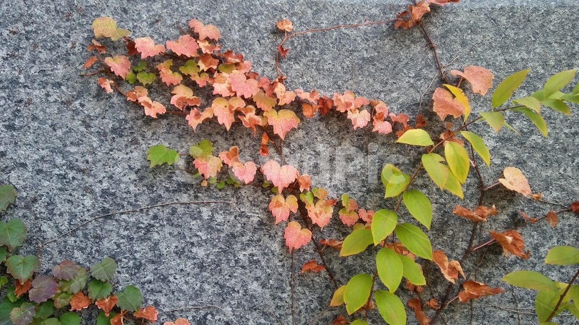 단풍,가을,벽담벼락,주황,잎,넝쿨,담쟁이,가을,계절,fall,autumn,season,leaf,plant,식물,tree,나무