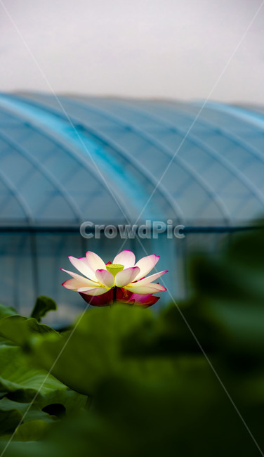 연꽃,꽃,연잎,자연,식물,청순,순결,수상식물,감성