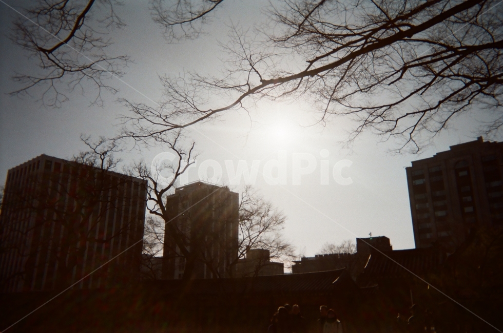 나무,건물,풍경,하늘,맑은,겨울,winter,tree,앙상한,추운,건물들,film,필름,겨울나무,겨울풍경