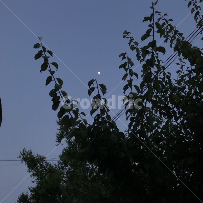 나뭇잎,나무,달,야경,moon,자연,풍경,nature,landscape,야경,밤,nightscape,night,silhouette,실루엣