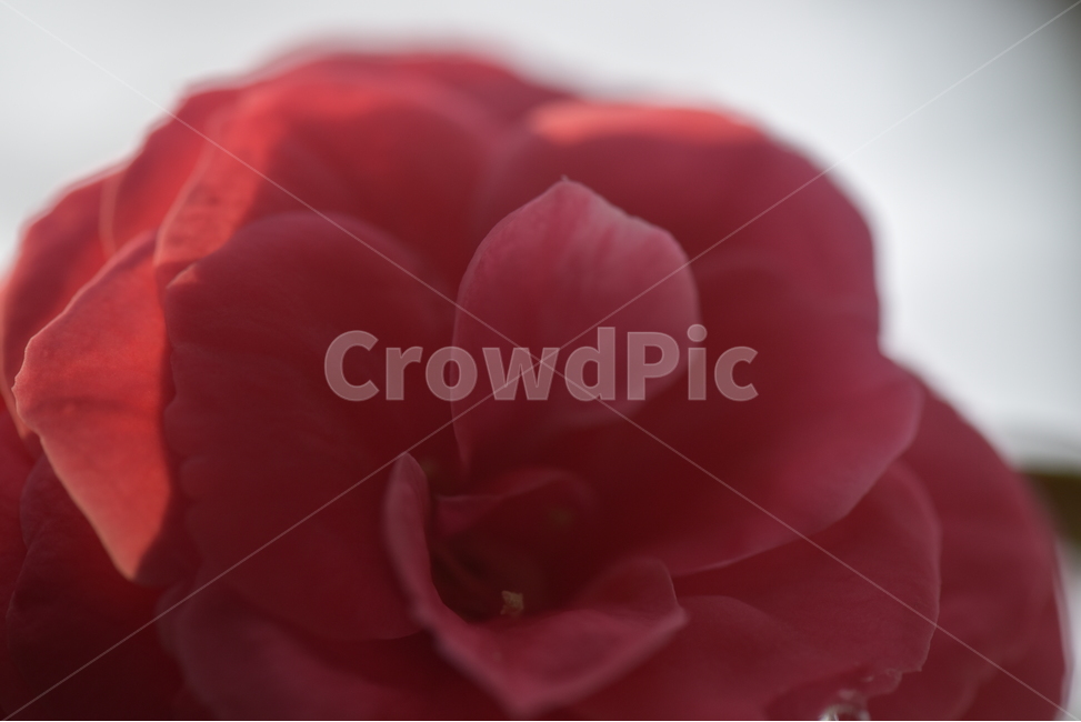 동백꽃,camelliaflower,설중사우,동백화,산다화,조매화,사랑,김유정,소설,식물,자연,plants,nature,꽃,flower