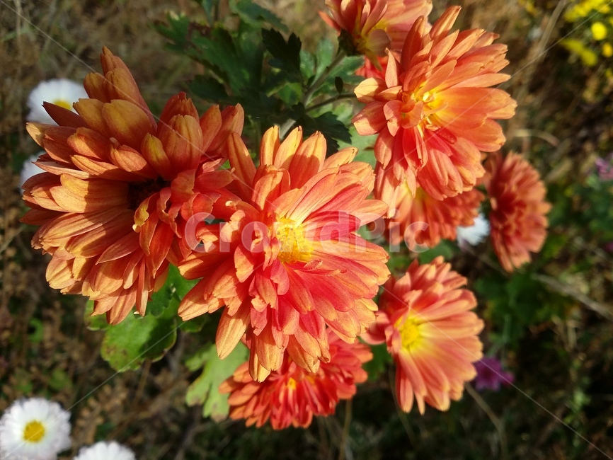 plant,식물,flower,꽃,자연,식물,자연,plants,nature,꽃,flower