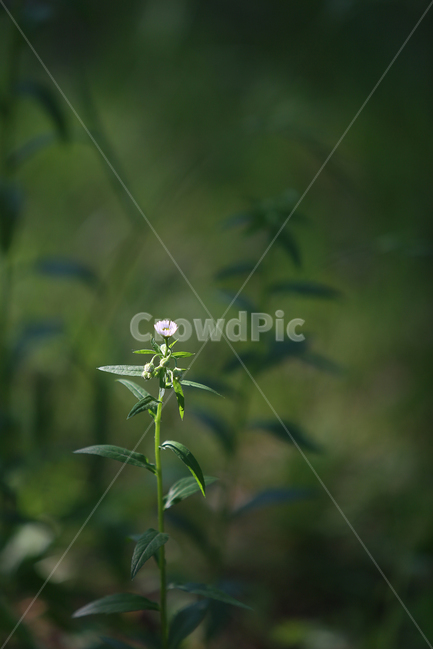 초록,들꽃,꽃,개망초,green,wildflower,flower,식물,자연,plants,nature,꽃,flower