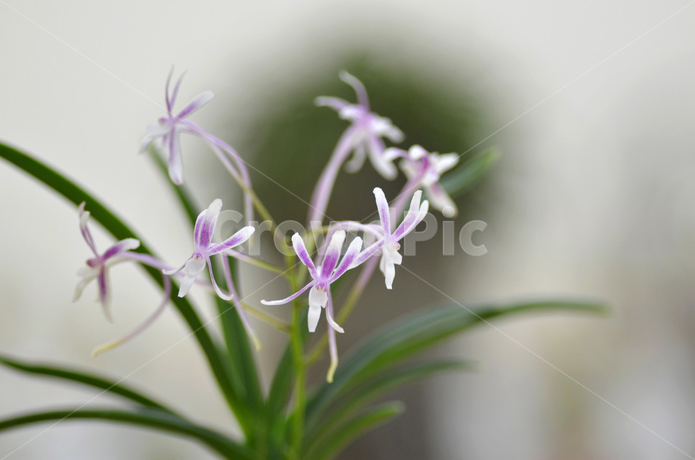 풍란,風蘭,난초,야생란,꽃,식물,자연,plants,nature,꽃,flower