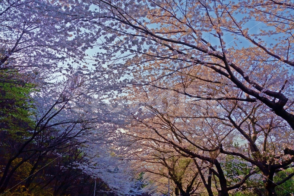 부산,해운대,달맞이길,송정,벚꽃,봄,나무,벚꽃나무,개나리,꽃,흰,구름,하늘,푸른,여행,자연,풍경,경치,부산여행,아름다운,풍광,그림,같은,뷰,봄,계절,spring,season,자연,풍경,nature,landscape,식물,plants,나무,trees,wood,plant
