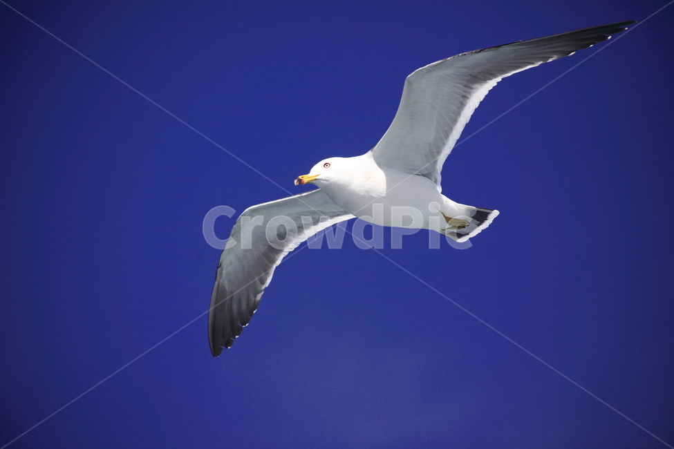 갈매기,바다새,대형조류,commongull,mewgull,laruscrassirostris,괭이갈매기,동물,animal,조류,새,birds