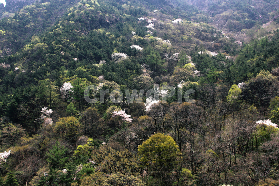 자연,꽃,식물,숲,풍경,봄,봄숲,자연,풍경,nature,landscape,경치,outdoors,옥외,vegetation,초목,plant,scenery,tree,나무