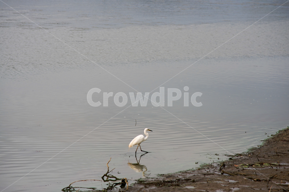 왜가리,호수,아침,먹이사냥,새,조류,자연,풍경,nature,landscape,동물,animal,조류,새,birds,bird,ardeidae,아르 데이다에,waterfowl,물새,heron,헤론,egret,백로