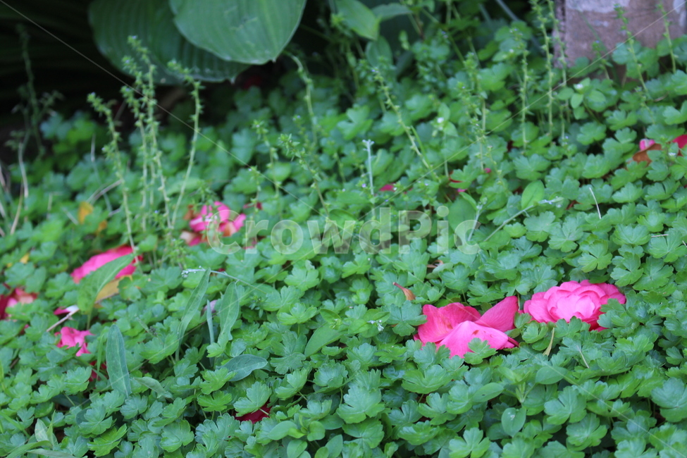 동백,꽃잎,꽃,잔디,네잎클로버,세잎클로버,분홍,식물,자연,plants,nature,꽃,flower
