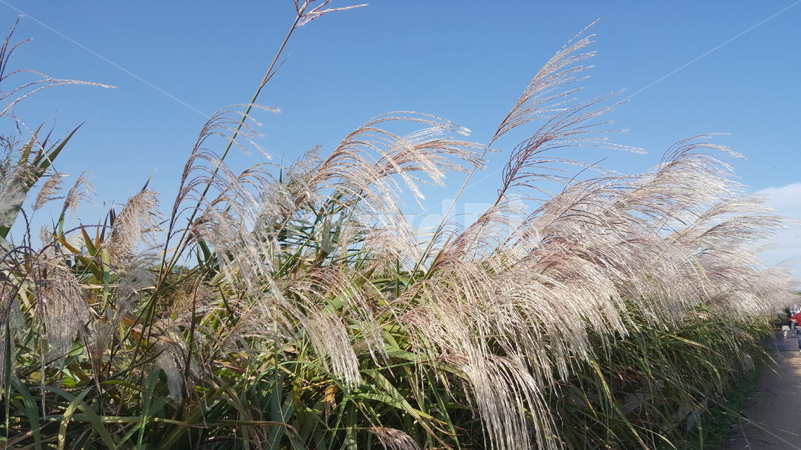 갈대,하늘,가을,바람,산책,들녘,reed,sky,fall,wind,field,Walk,가을,계절,fall,autumn,season,식물,자연,plants,nature,grass,잔디,plant,lawn