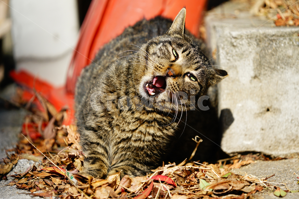 고양이,길고양이,길냥이,야옹이,냐옹이,냥냥이,반려묘,애완묘,반려동물,애완동물,야생동물,펫,캣,동물,animal,포유류,mammal,고양이,cat,kitten,kitty