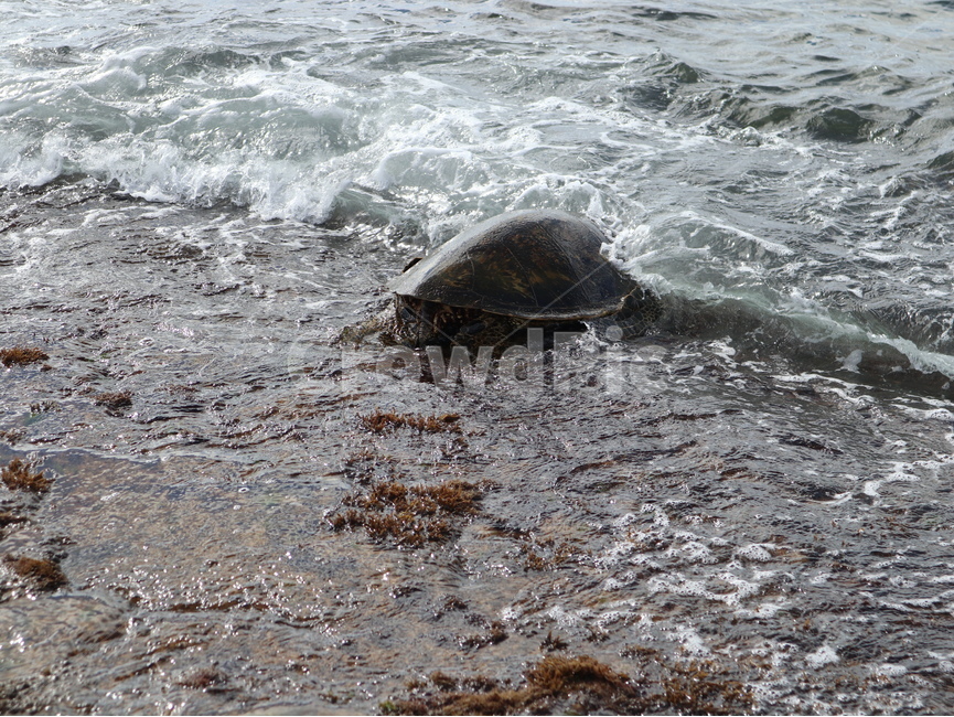 터틀,turtle,animal,동물,sealife,해양생물,nature,자연,water,물,ocean,대양,sea,바다,거북이,터틀비치,파충류,양서류,reptile,amphibian