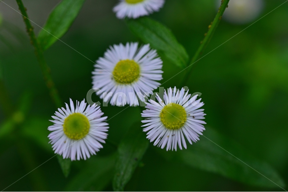 plant,식물,flower,blossom,꽃,개망초