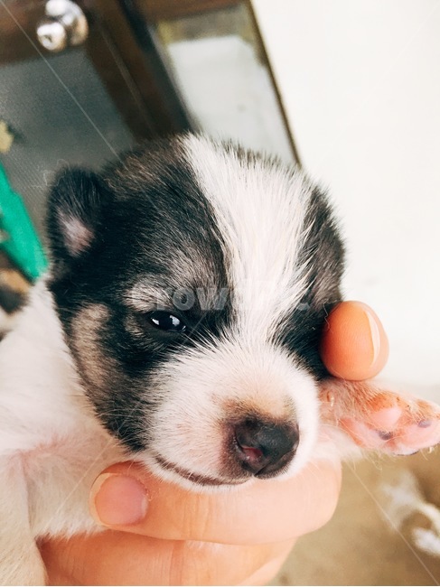 강아지,귀여워,쪼매난,멋짐,매력적인,동물,animal,포유류,mammal,개,강아지,dog,doggy