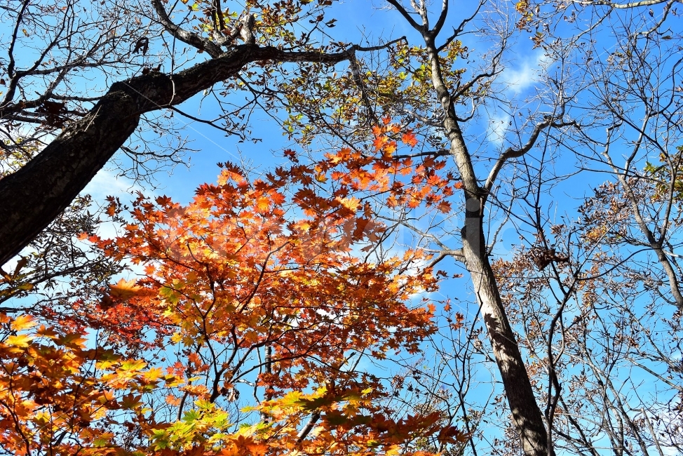 치악산,가을,풍경,단풍,탐방,국립공원,빨간단풍,파란하늘,가을색,오색,울긋불긋,알록달록,그림같은,칼라풀,뷰티플,아름다운,힐링,감성,자연,정취,산세,명산,100대명산,nature,산,등산,트레킹,풍경사진,가을사진,가을색채,가을의정취,맑음,청명,가을날씨,가을,계절,fall,autumn,season,식물,자연,plants,nature,나무,trees,wood,tree,plant,leaf,잎