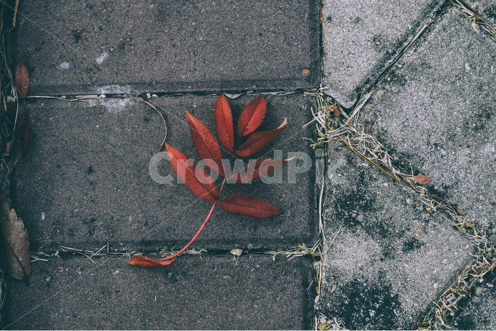 낙엽,가을,콘크리트,바닥,나뭇잎,fall,자연,풍경,일상,길,walk,산책,가을,계절,fall,autumn,season,식물,자연,plants,nature,감성,sensible,feeling,plant,leaf,잎,asphalt,아스팔트