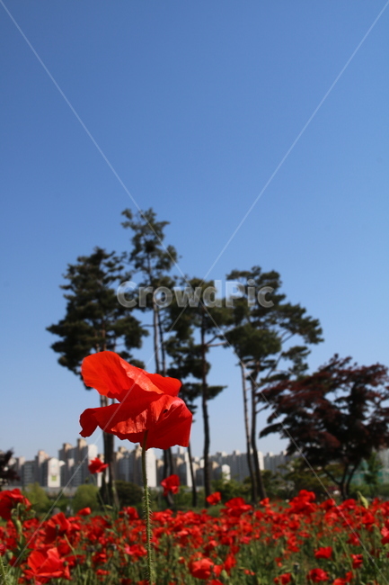 양귀비,나무,꽃,공원,red,자연,tree,park,식물,자연,plants,nature,꽃,flower