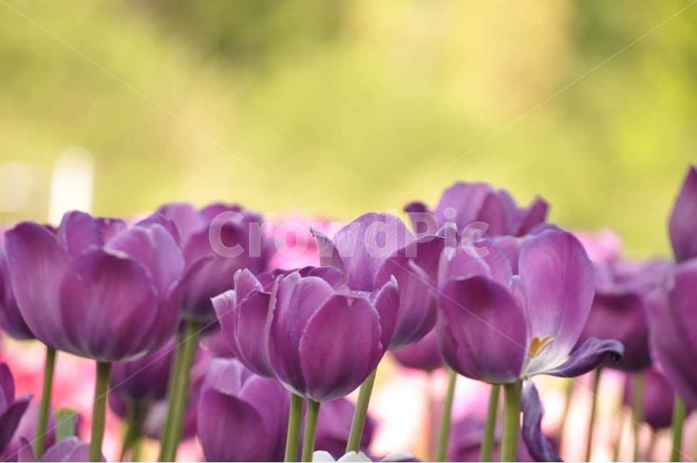 튤립,정원,보라색꽃,네델란드,봄꽃,봄,계절,spring,season,식물,자연,plants,nature,꽃,flower,plant
