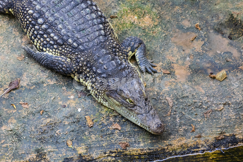악어,동물,파충류,crocodile,열대동물,돌,위험한동물,열대,맹수,동물,animal,파충류,양서류,reptile,amphibian
