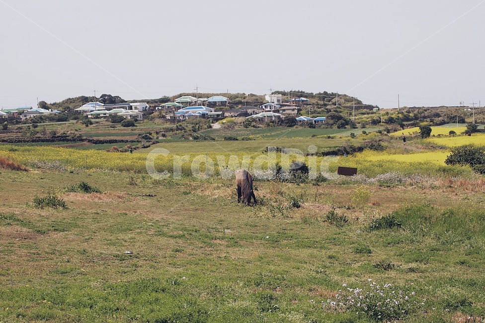 자연,풍경,풀,제주도,감성,마을,고요함,제주도,jeju,jeju island,시골,마을,풍경,landscape,country,rural,town,동물,animal,포유류,mammal,nature,outdoors,옥외,grassland,목초지,field,들