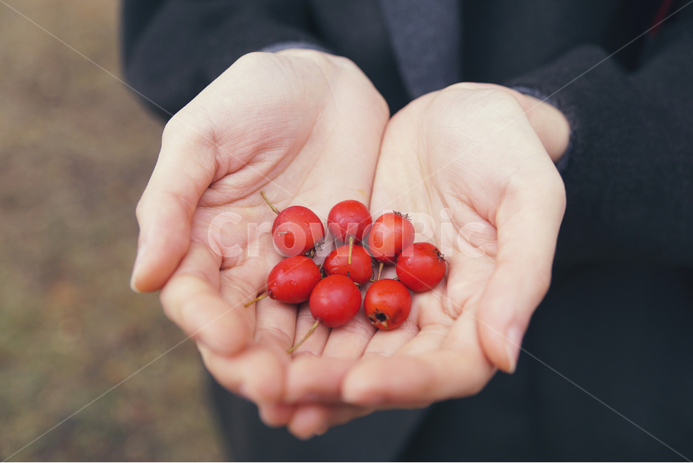 가을,풍경사진,꽃사과,손,감성사진,사진촬영,이미지촬영,가을이미지,Autumn,fall,Landscape,hand,crabapple,sensitivity,autumnimage,음식,식재료,요리,food,cook,meal,dishes,food reserves,과일,열매,fruit
