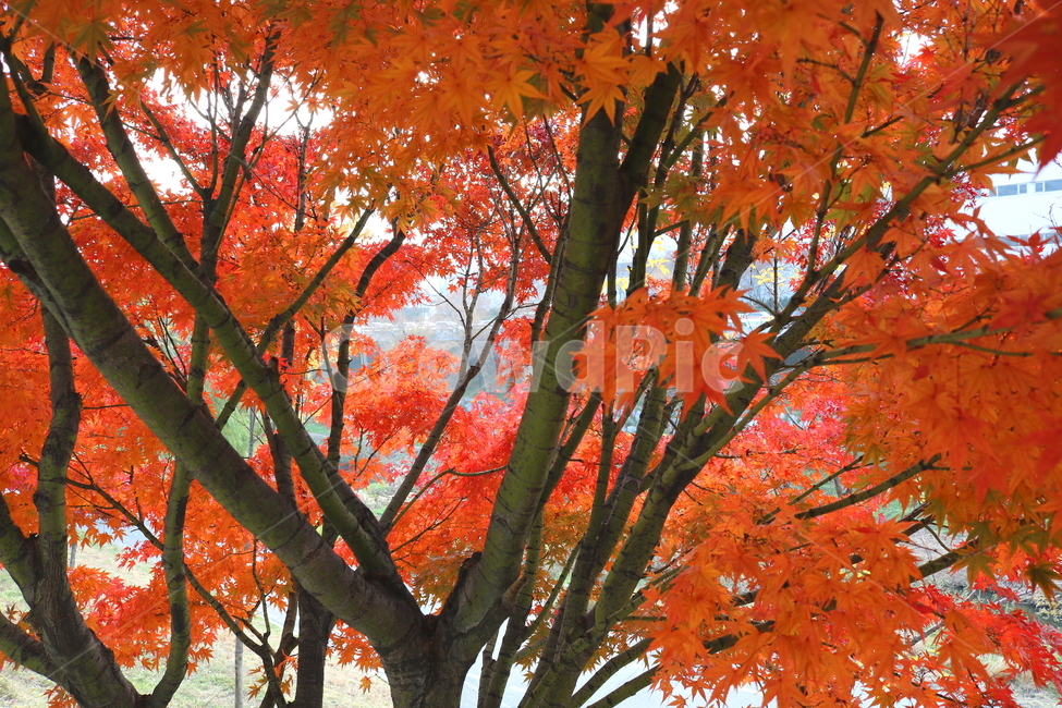 나무,단풍,단풍나무,식물,가을,자연,가을,계절,fall,autumn,season,식물,자연,plants,nature,나무,trees,wood,leaf,잎,plant,tree,maple