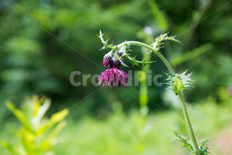 엉겅퀴,꽃,야생화,들판,식물,여름꽃,계절,season,flower,plants