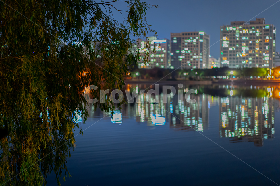공원,호수,야경,나무,반사,park,lake,tree,식물,plant