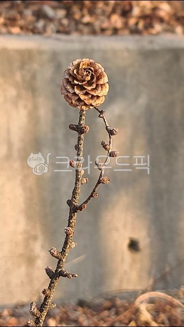 낙엽송,larch,솔방울,씨앗,소나무,나뭇가지