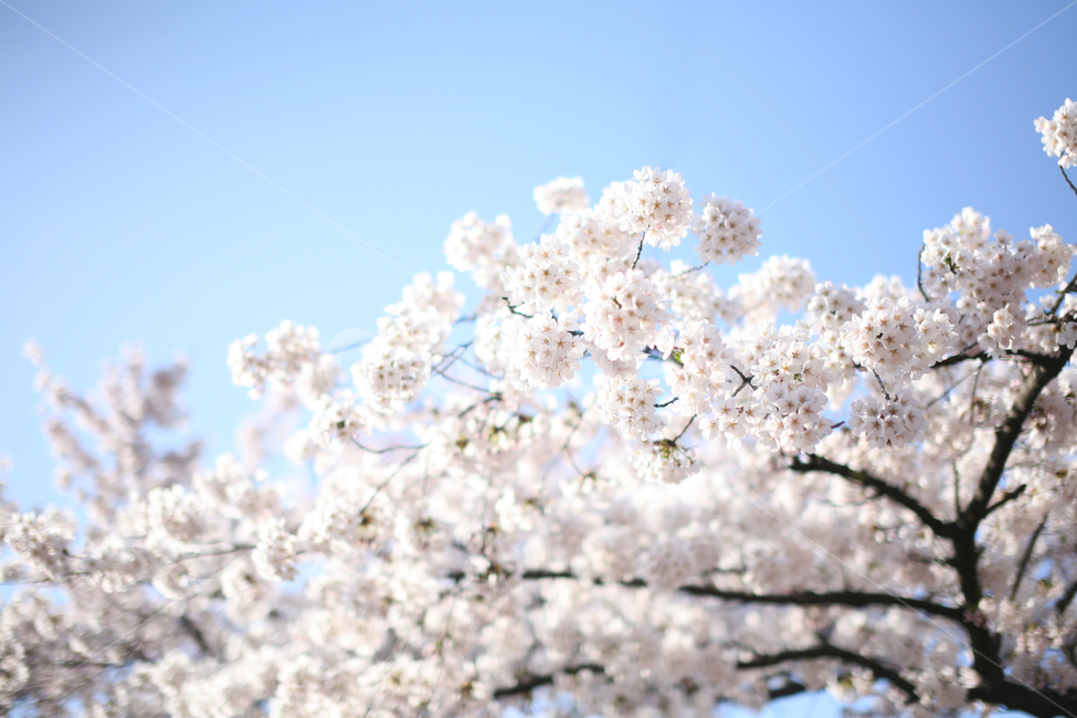 벚꽃,봄,꽃,계절,spring,자연,나무,봄,계절,spring,season,식물,자연,plants,nature,꽃,flower,plant,blossom