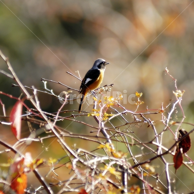 animal,동물,bird,새,finch,동물,animal,조류,새,birds