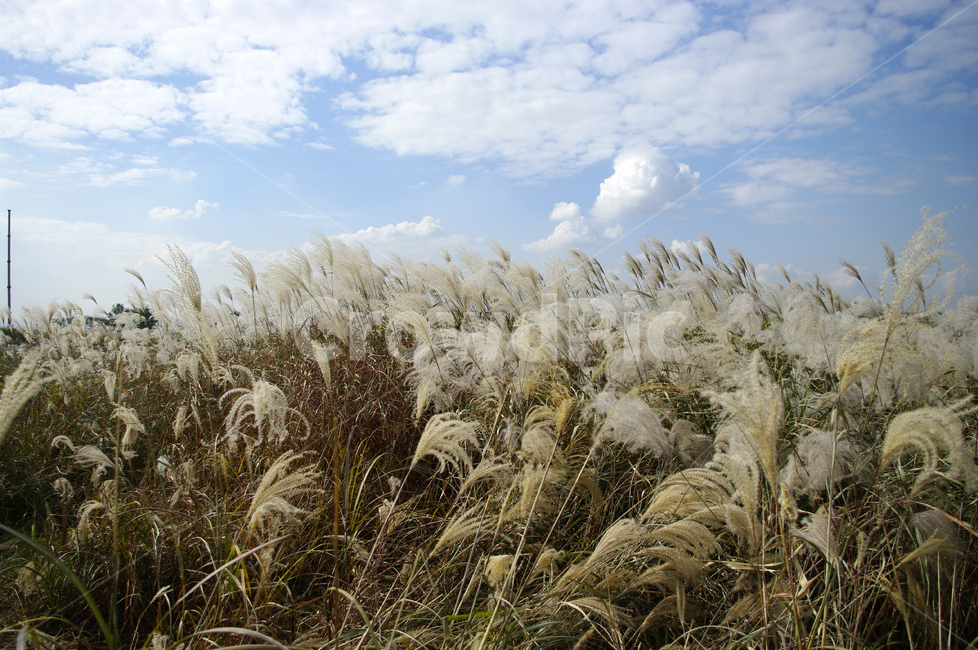 가을,억새,자연,nature,식물,plant,하늘,구름,자연,풍경,nature,landscape,grass,잔디,lawn,reed,갈대