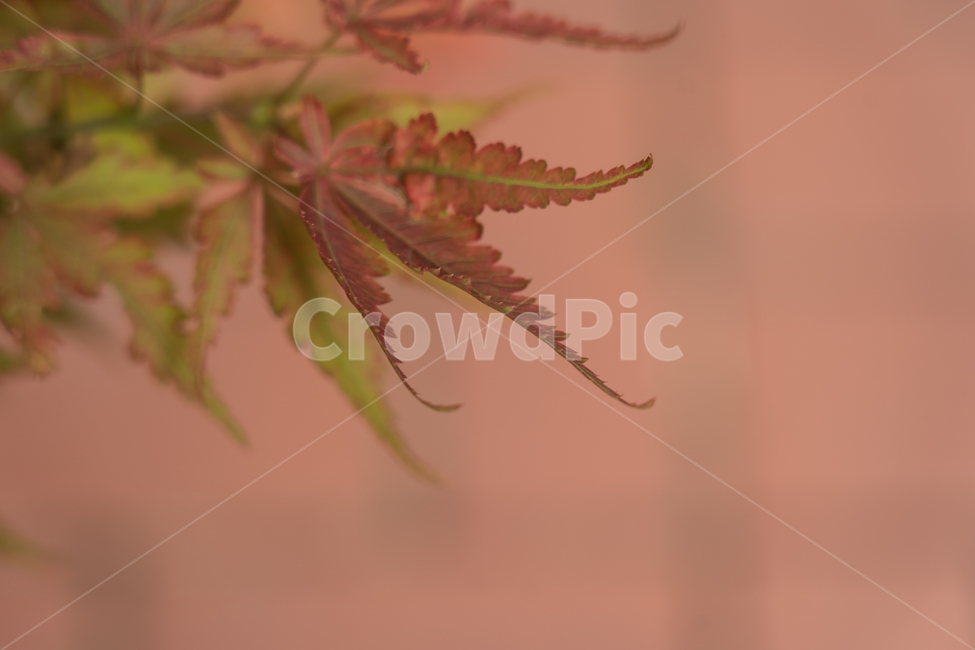 나무,나뭇잎,단풍,단풍잎,botanical,가을,계절,fall,autumn,season