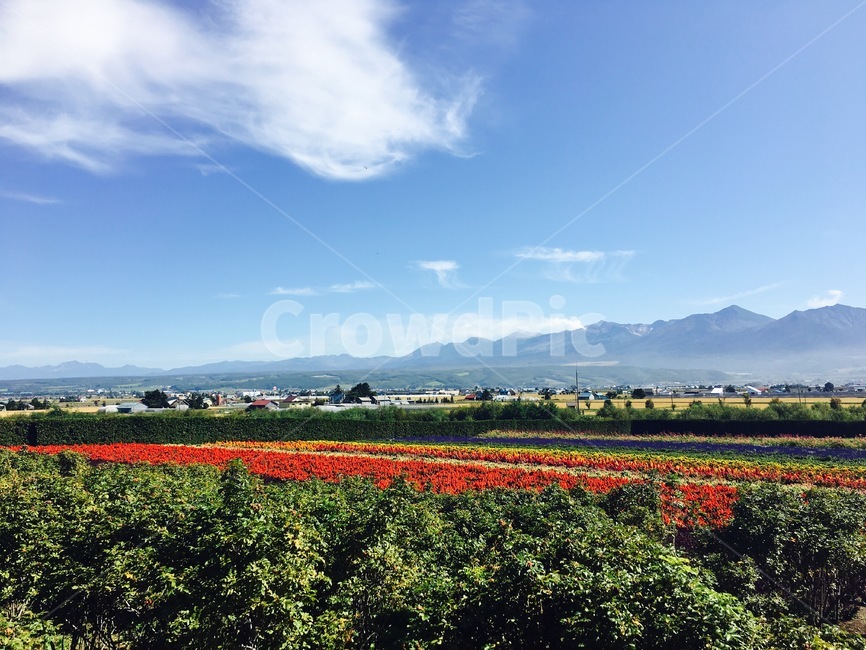 삿포로,후라노,팜토미타,정원,꽃,자연,풍경,nature,landscape,해외,외국,세계,foreign,oversea,world,세계자연풍경,해외자연풍경,외국자연풍경,world nature landscape,outdoors,옥외